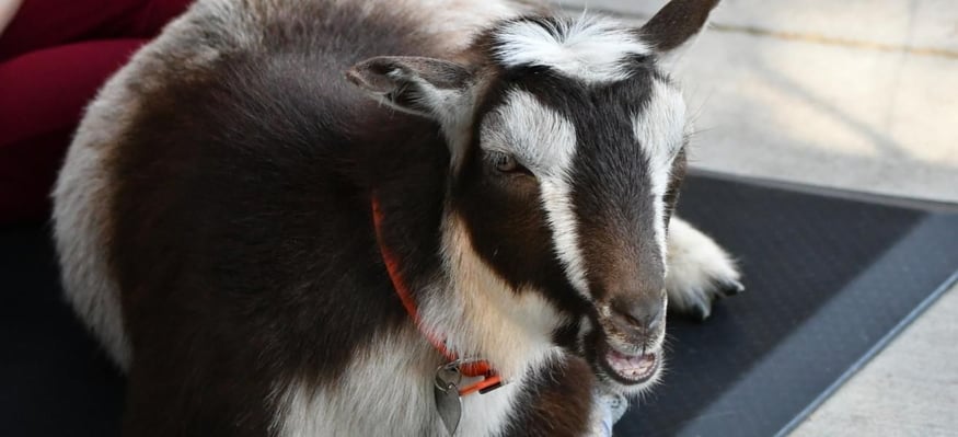 Goat yoga