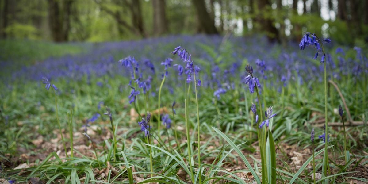 Woodland Burial 5